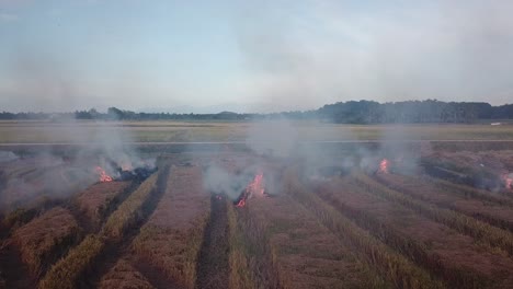 Burning-of-harvested-rice-paddy-at-Malaysia,-Southeast-Asia.